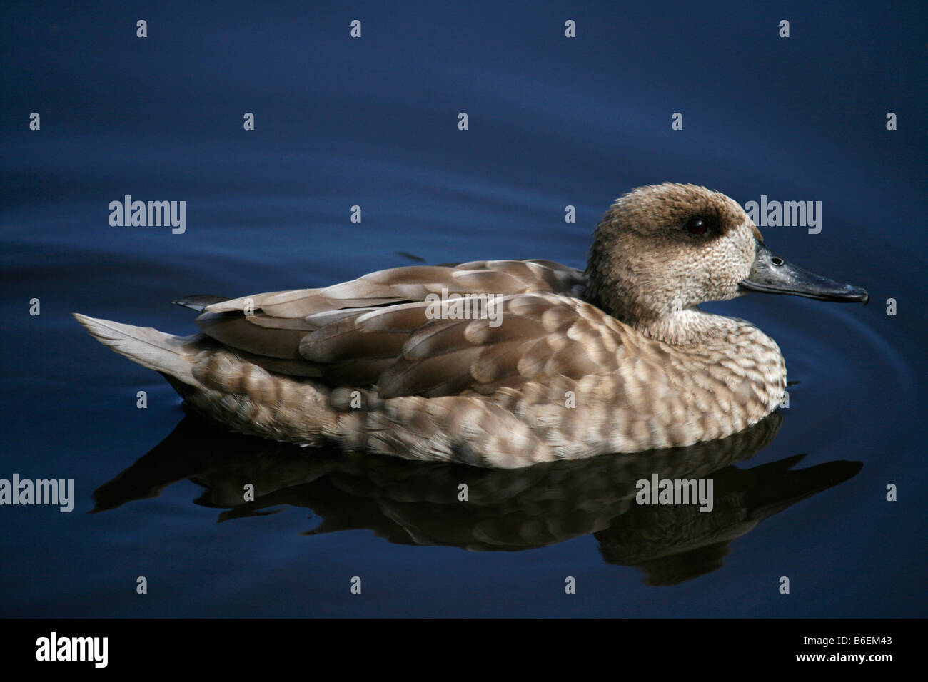 Marbled Teal Ente (Marmaronetta Angustirostris) schwimmen in einem See bei Martin bloße WWT, Lancashire. Stockfoto