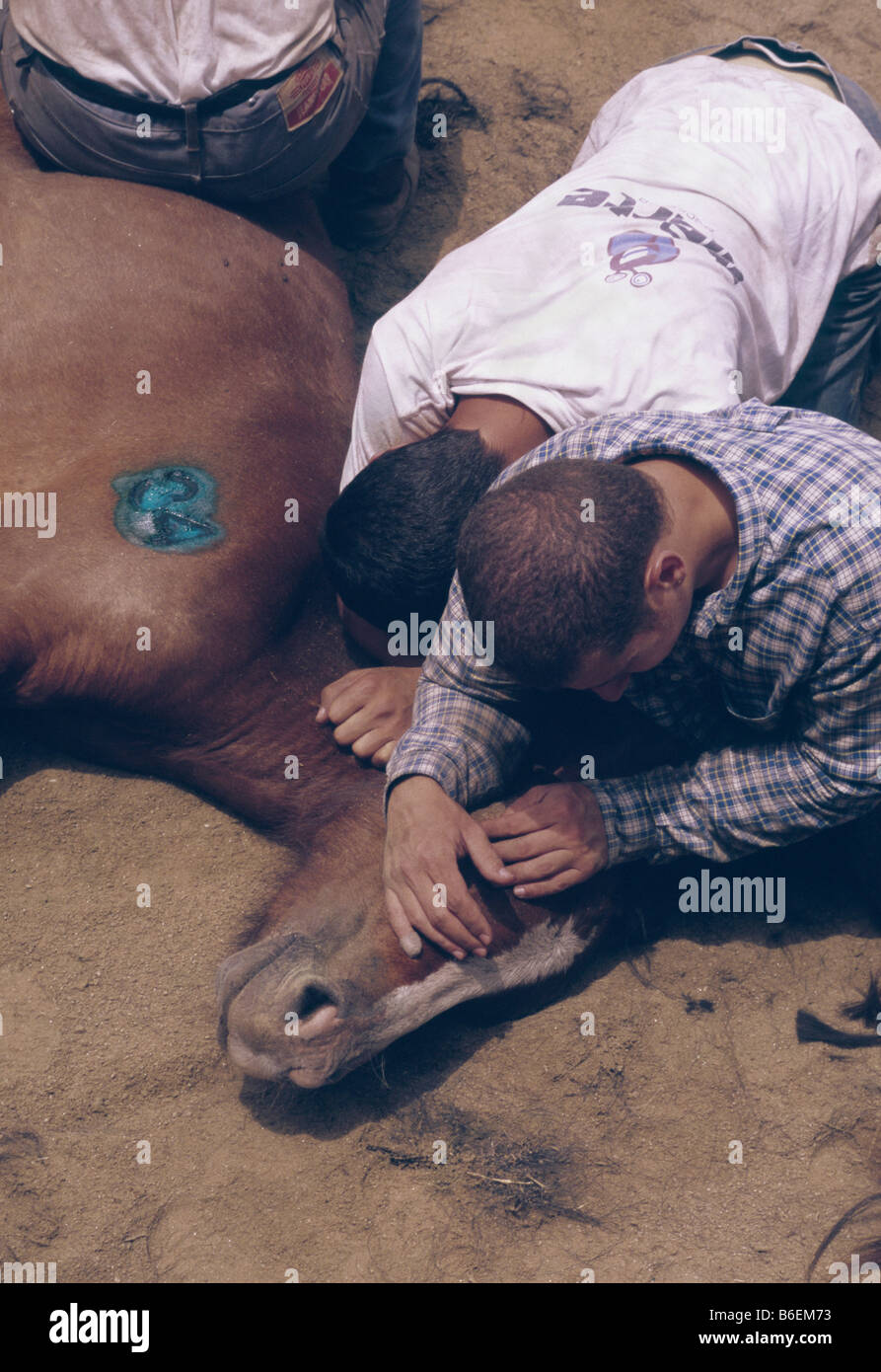 Männer und Pferde kämpfen während der Rapa Das Bestas Veranstaltung statt in Sabucedo Galizien Spanien Stockfoto