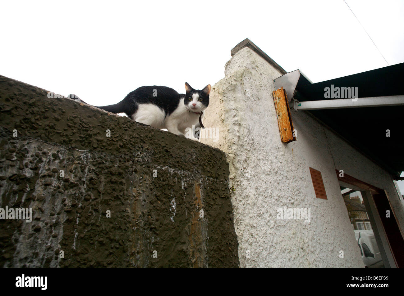 Katze auf einer Mauer sitzend Stockfoto