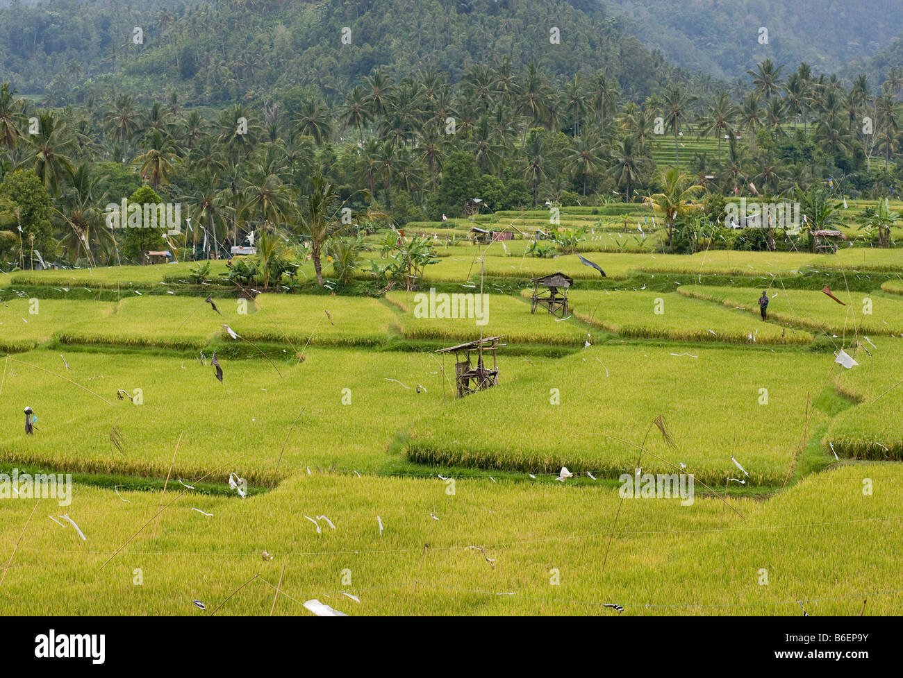 Reis-Paddy, Ubud, Bali, Indonesien, Asien Stockfoto