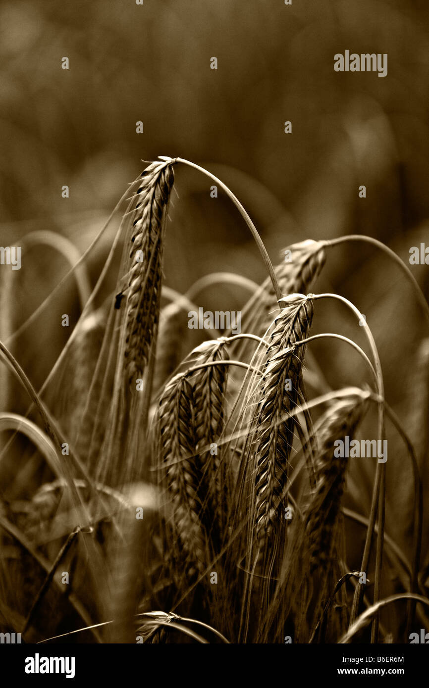 Vintage-Look von einem Ähren Stockfoto