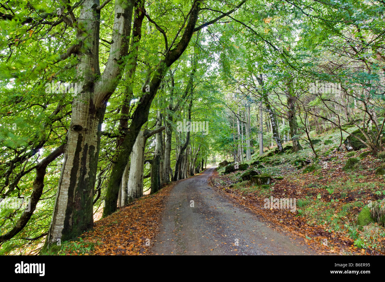 Von Bäumen gesäumten Weg entlang der Weg zur Burg und fossiler Baum, Isle of Mull, Schottland zu Beginn des Herbstes genommen Stockfoto