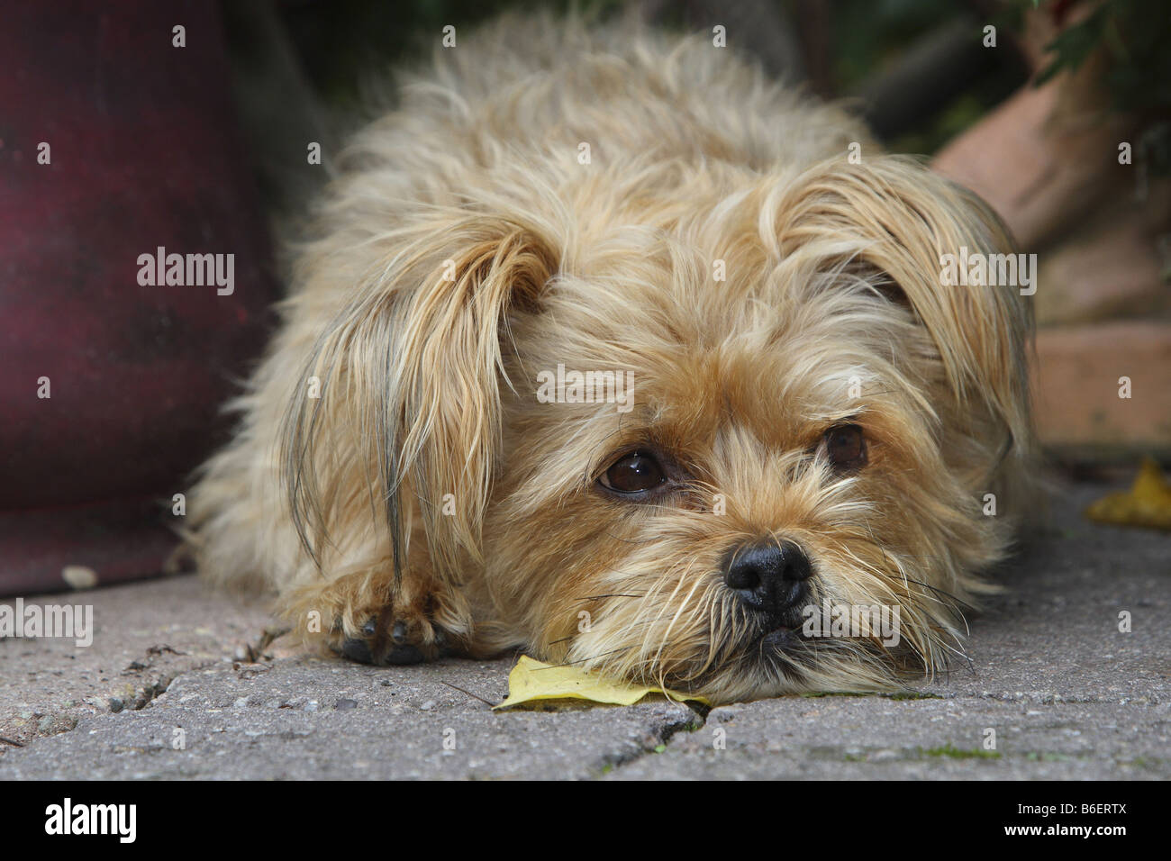 Mischling Hund (Canis Lupus F. Familiaris), Lys auf dem Boden Stockfoto