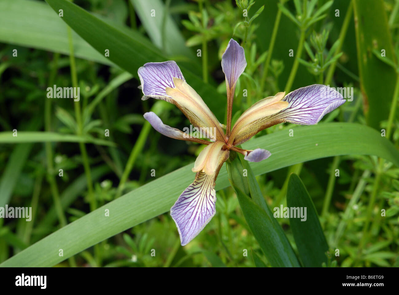 Stinkenden Iris in enger Stockfoto