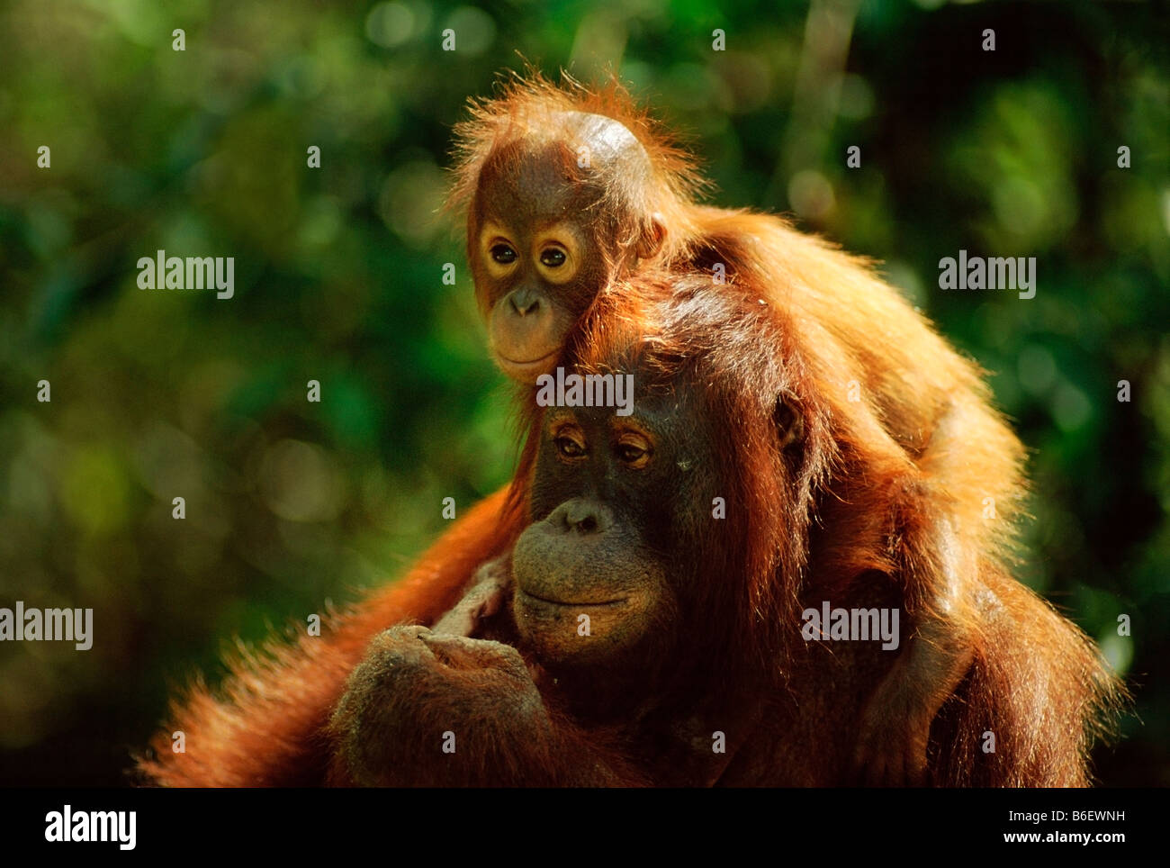 BORNEAN ORANGUTAN Pongo Pygmaeus Mutter mit Baby, Tanjung Puting Nationalpark, Borneo Stockfoto