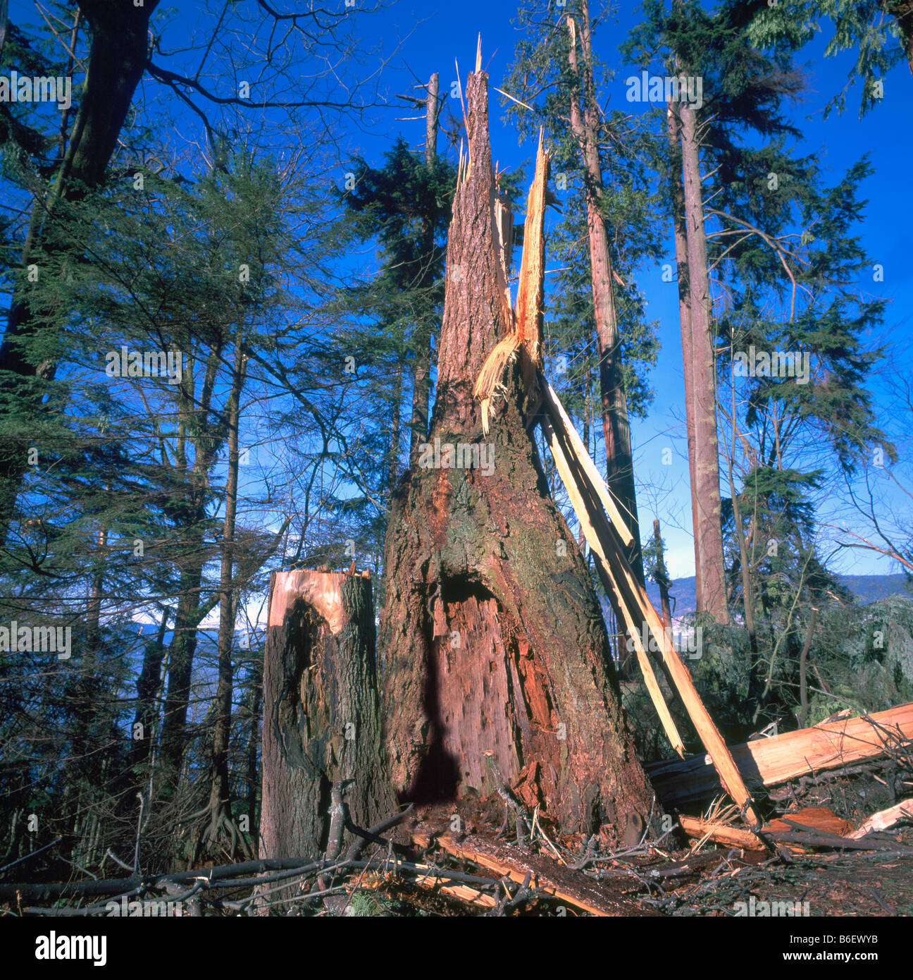 Stanley Park, Vancouver, BC, Britisch-Kolumbien, Kanada - beschädigt Baum vor Sturm, Sturmschäden und Zerstörung Stockfoto