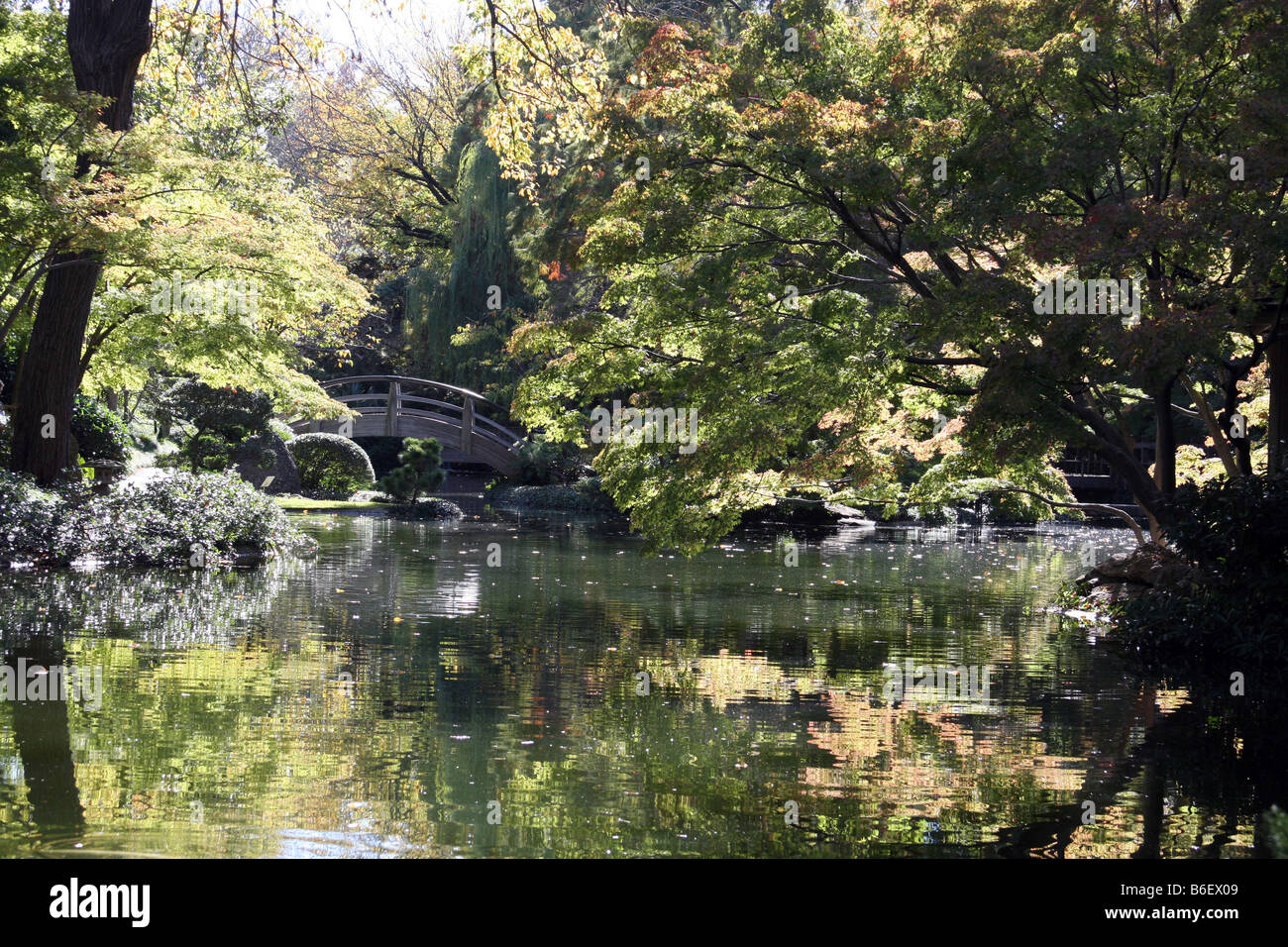 Japanische Blutwurz-Baum-Blätter beugte sich über einen Teich mit Brücke im Hintergrund während der Falljahreszeit in Forth Worth Stockfoto