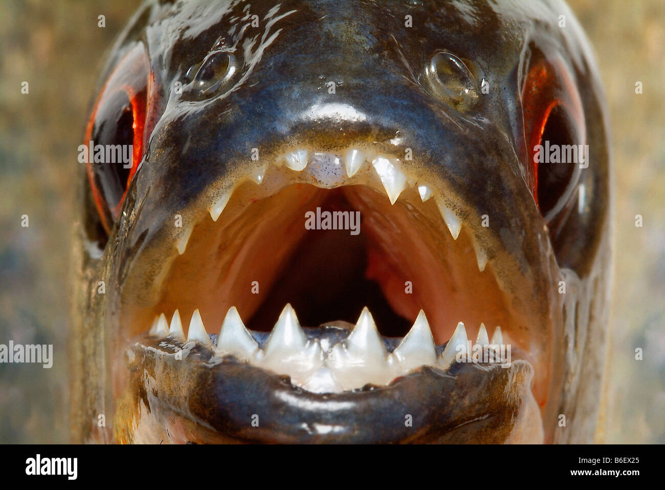 RED-BELLIED PIRANHA Rooseveltiella Nattereri oder Serrasalmus Nattereri zuletzt Pygocentrus Nattereri Amazonas Stockfoto