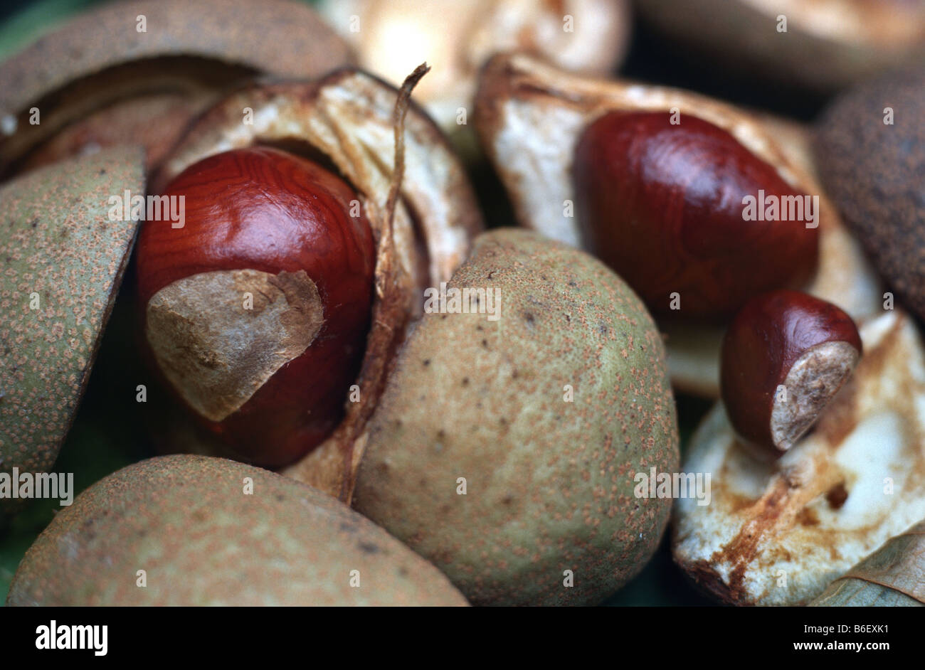 rote Rosskastanie, rosa Rosskastanie (Aesculus X carnea, Aesculus