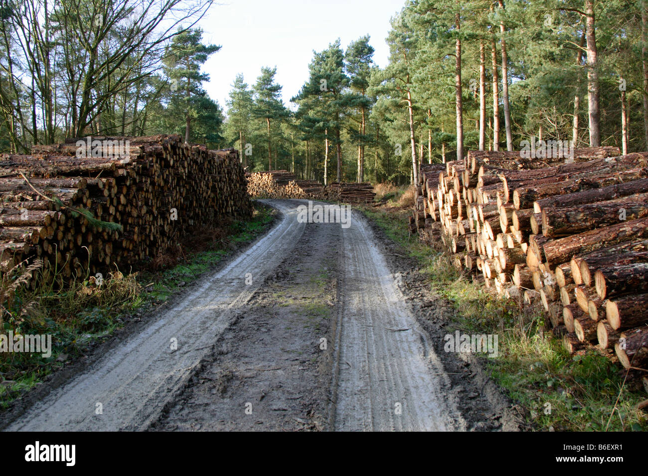 Log-Pfähle warten Sammlung Wald entlang verfolgen, Haughmond Hill, Shropshire, England, UK Stockfoto