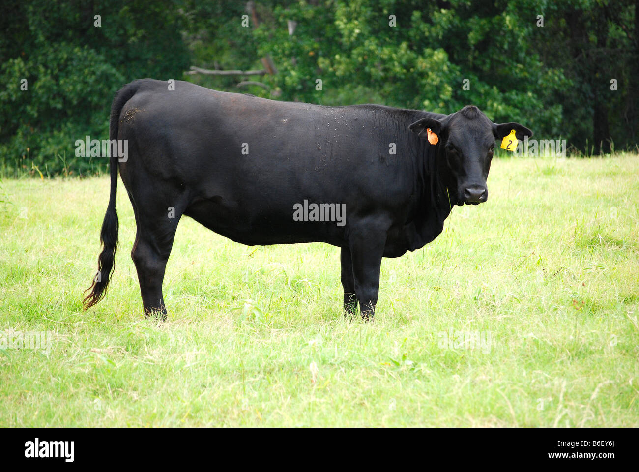 Black Angus Kuh posieren für ein Foto Stockfoto