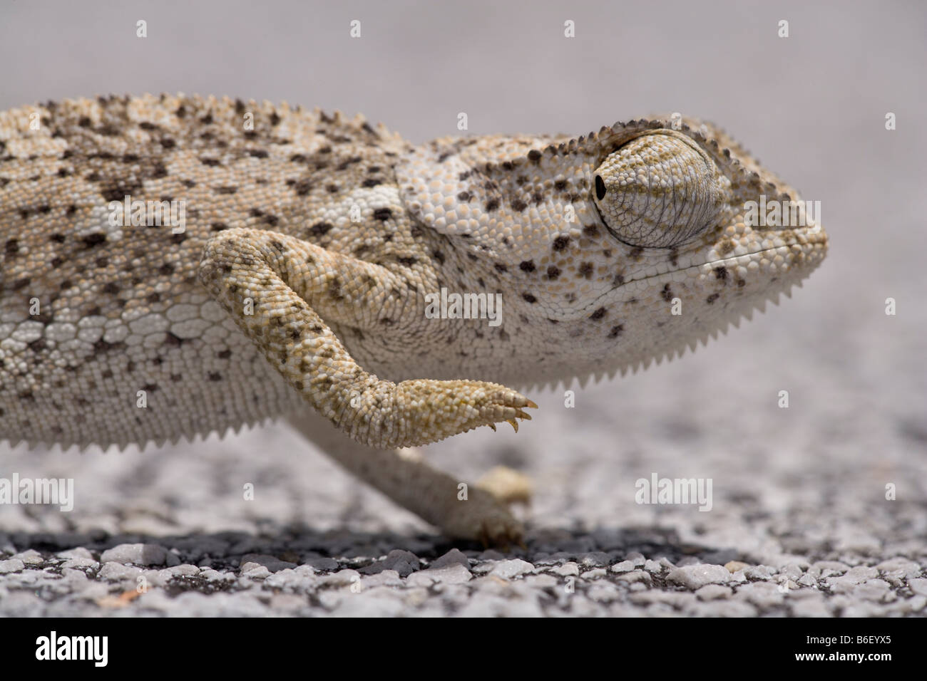 Afrika Namibia Caprivi Strip Klappe Necked Chamäleon Chamaeleo Dilepis zu Fuß über Autobahn Stockfoto