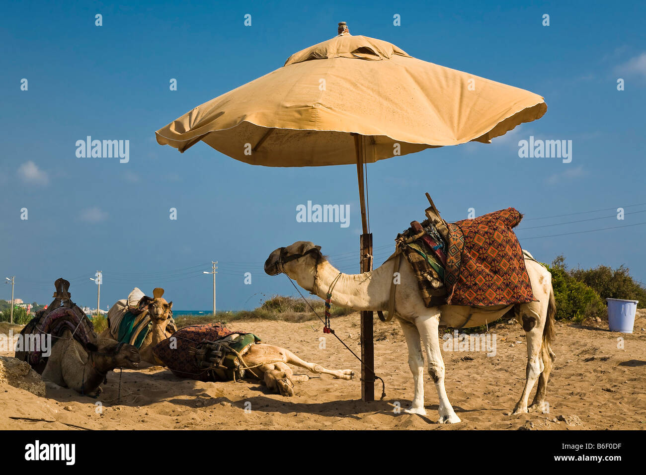 Gruppe von Kamelen unter dem Sonnenschirm, Side, türkische Riviera, Türkei, Asien Stockfoto