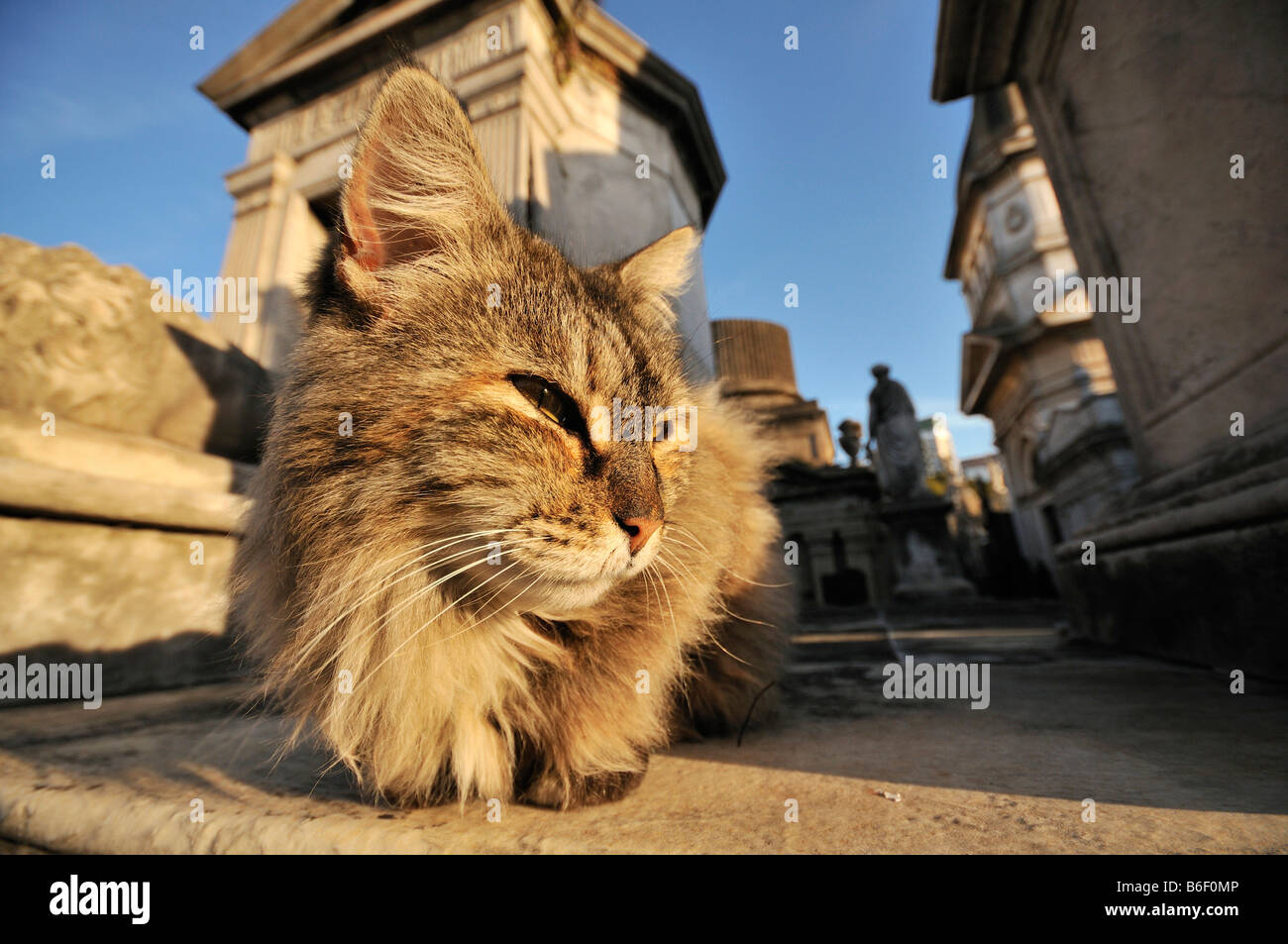 Katze auf dem Friedhof La Recoleta, Bueonos Aires, Argentinien, Südamerika Stockfoto