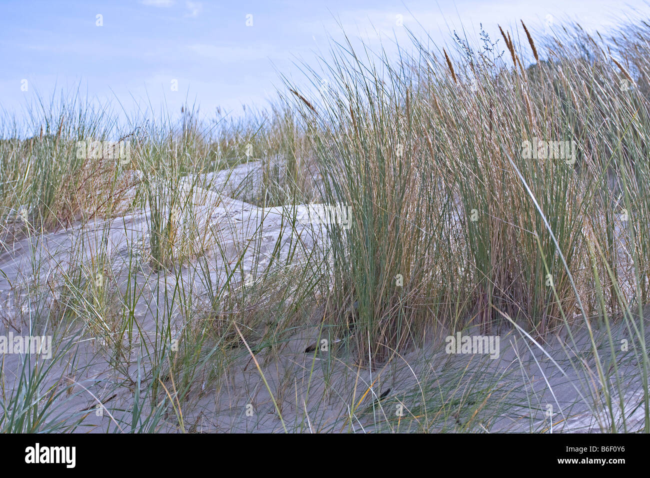 Dünengebieten am Meer, Usedom Insel, Mecklenburg-Western Pomerania, Deutschland, Europa Stockfoto