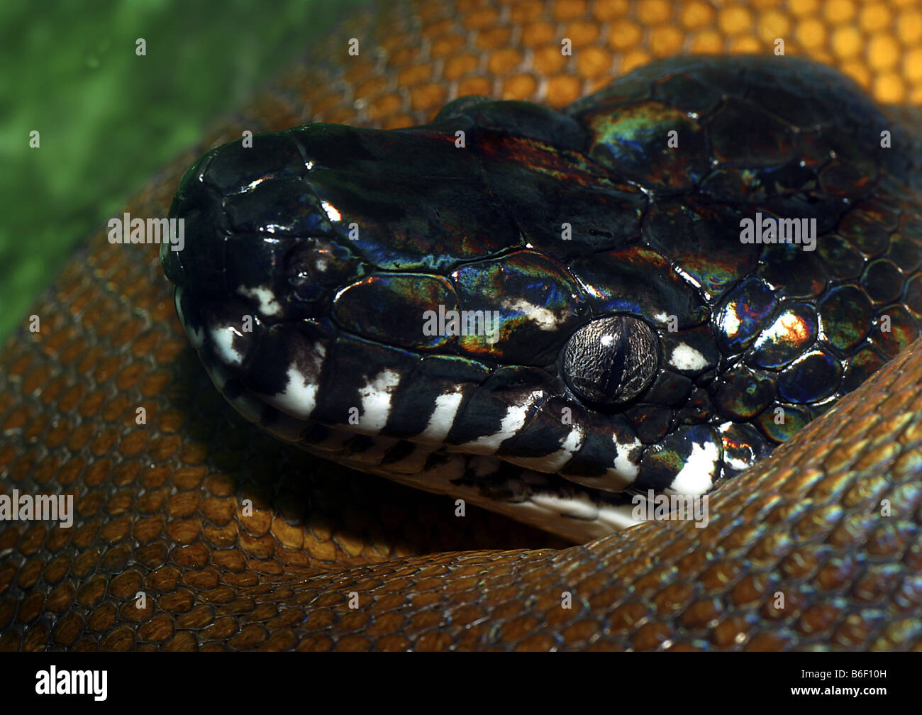 D ' Albert Wasser Python, Weißlippen-Python, D'Albertis' Python (Leiopython Albertisii, Morelia Albertisii), portrait Stockfoto