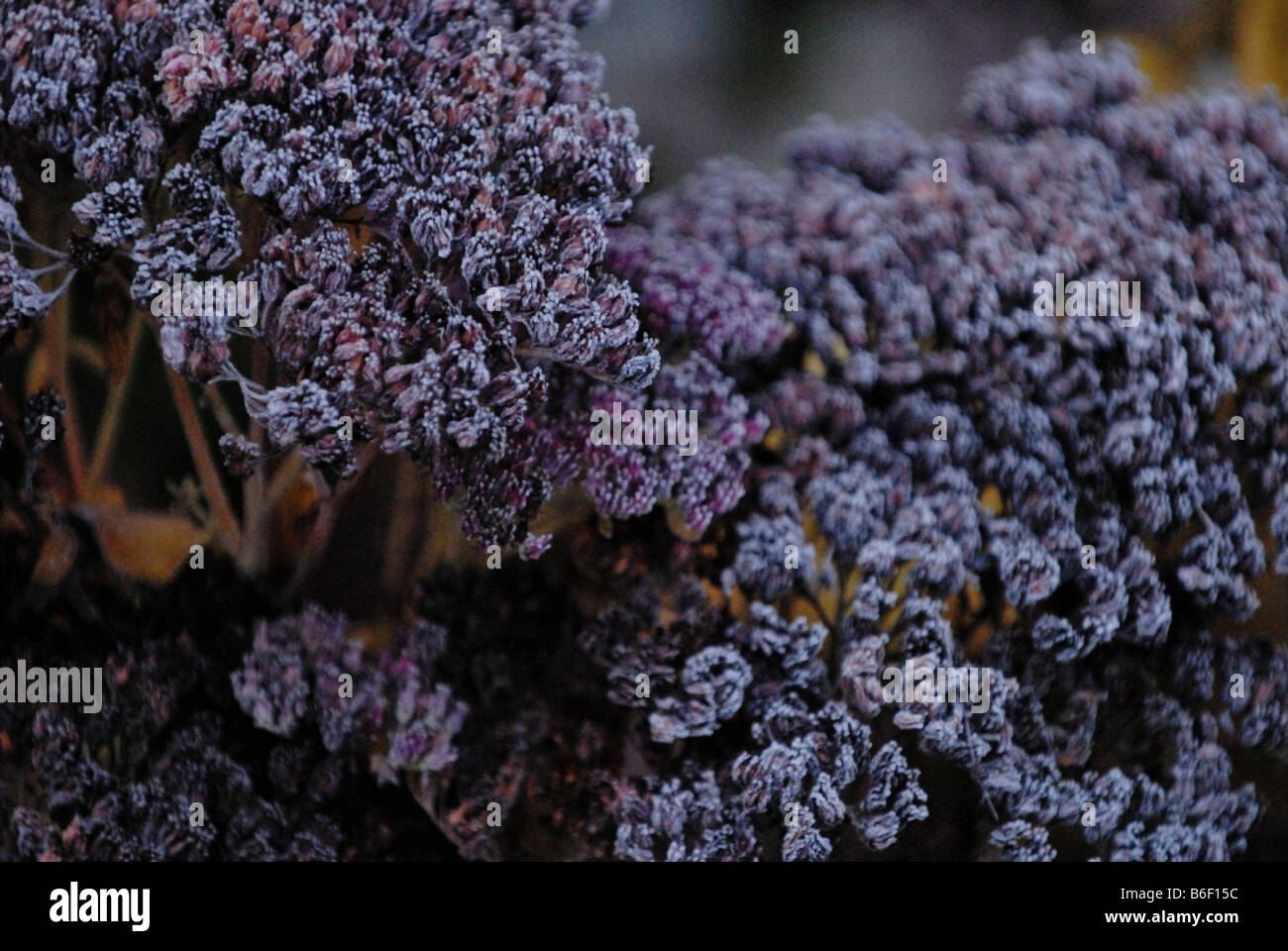 Frost auf eine lila Blumen Stockfoto