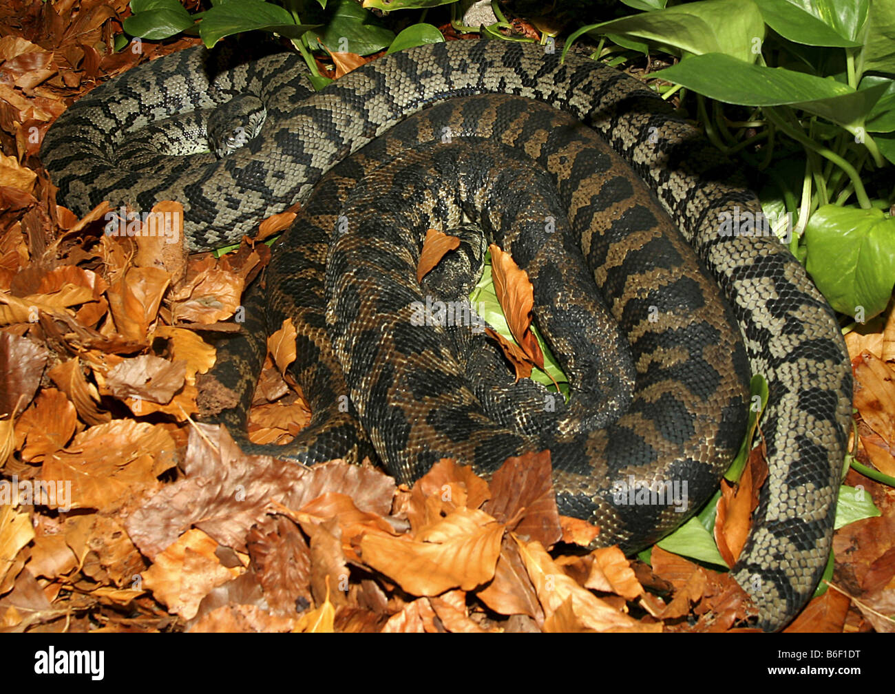 Diamant-Python (Morelia Argus, Morelia Spilota Spilota), paar Stockfoto