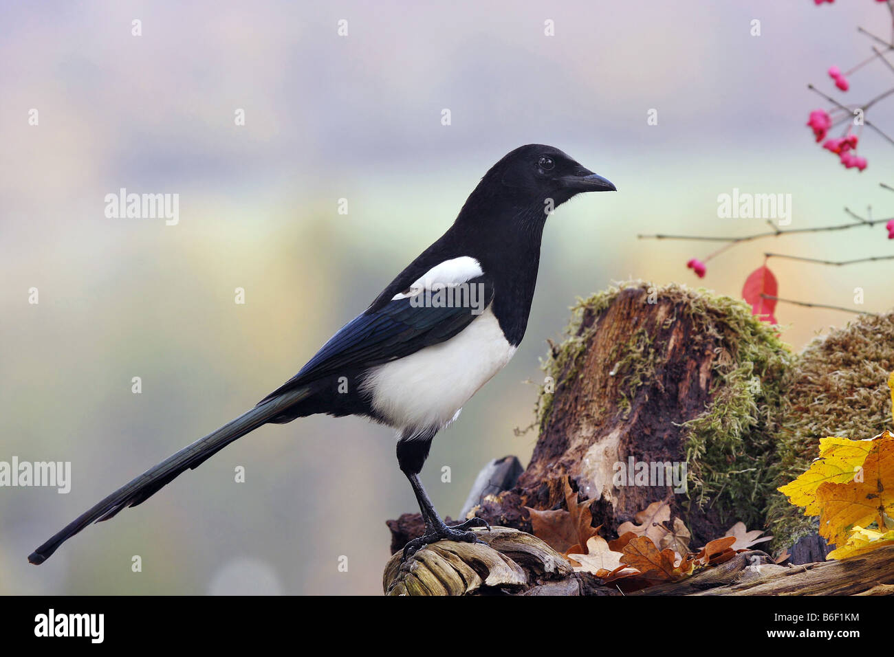 Schwarz-billed Elster (Pica Pica), am Baum Haken Stockfoto