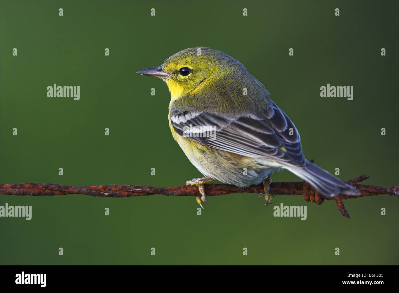 Pine Warbler (Dendroica Pinus), sitzen auf Stacheldraht, USA, Florida Stockfoto