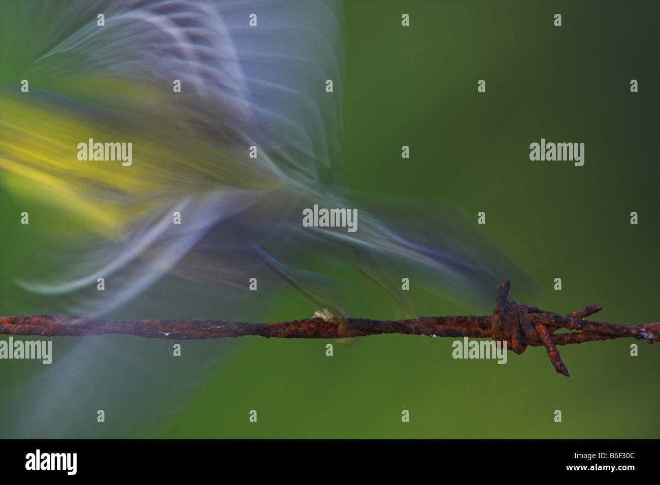 Pine Warbler (Dendroica Pinus), ausziehen, USA, Florida Stockfoto