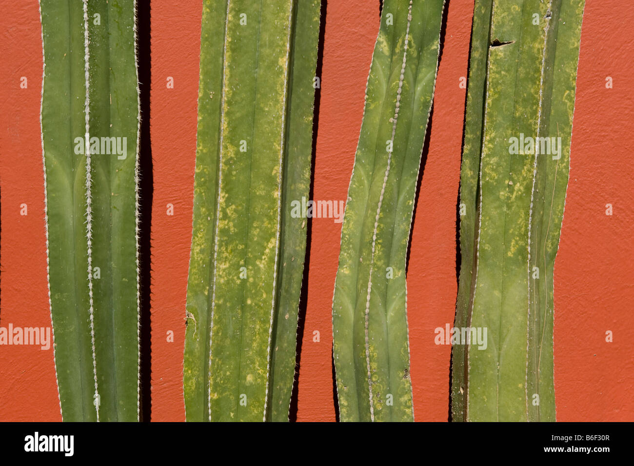 Kakteen und bemalte Wand, San Miguel de Allende, Mexiko Stockfoto