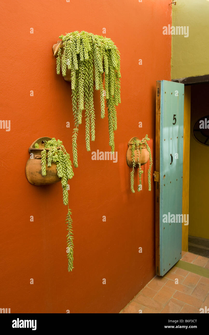 Burro Tail Sedum Morganianum San Miguel de Allende Mexiko Stockfoto