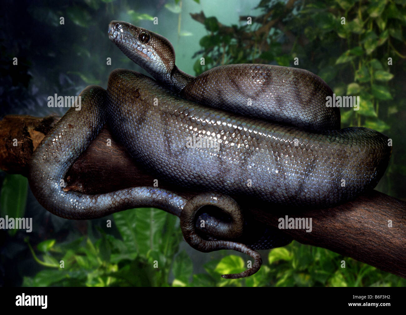 braune Wasser Python, Weißlippen-Python (Morelia Fusca, Liasis Fuscus, Liasis Mackloti), Jungtier, Australien Stockfoto