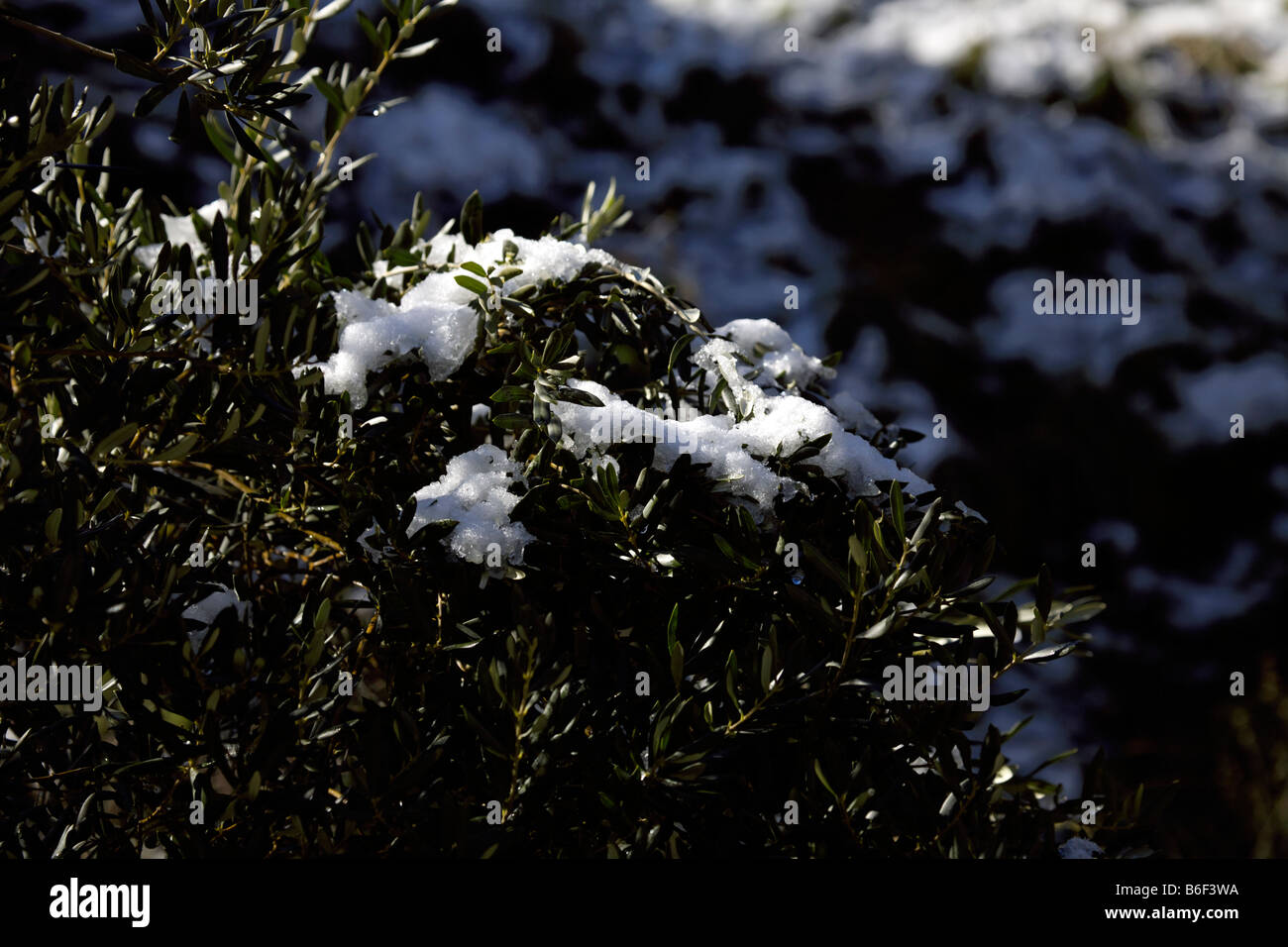 Schneeschmelze auf Busch in der Nähe von El Chorro, Andalusien, Spanien-Winter-Schnee-Szene Stockfoto