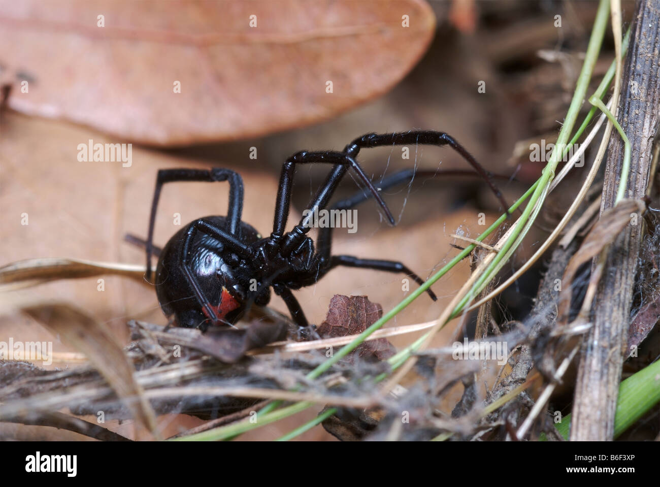 Weibliche schwarze Witwe Spinne zeigt rote Sanduhr Markierung auf der Unterseite des seinen Bauch. Stockfoto