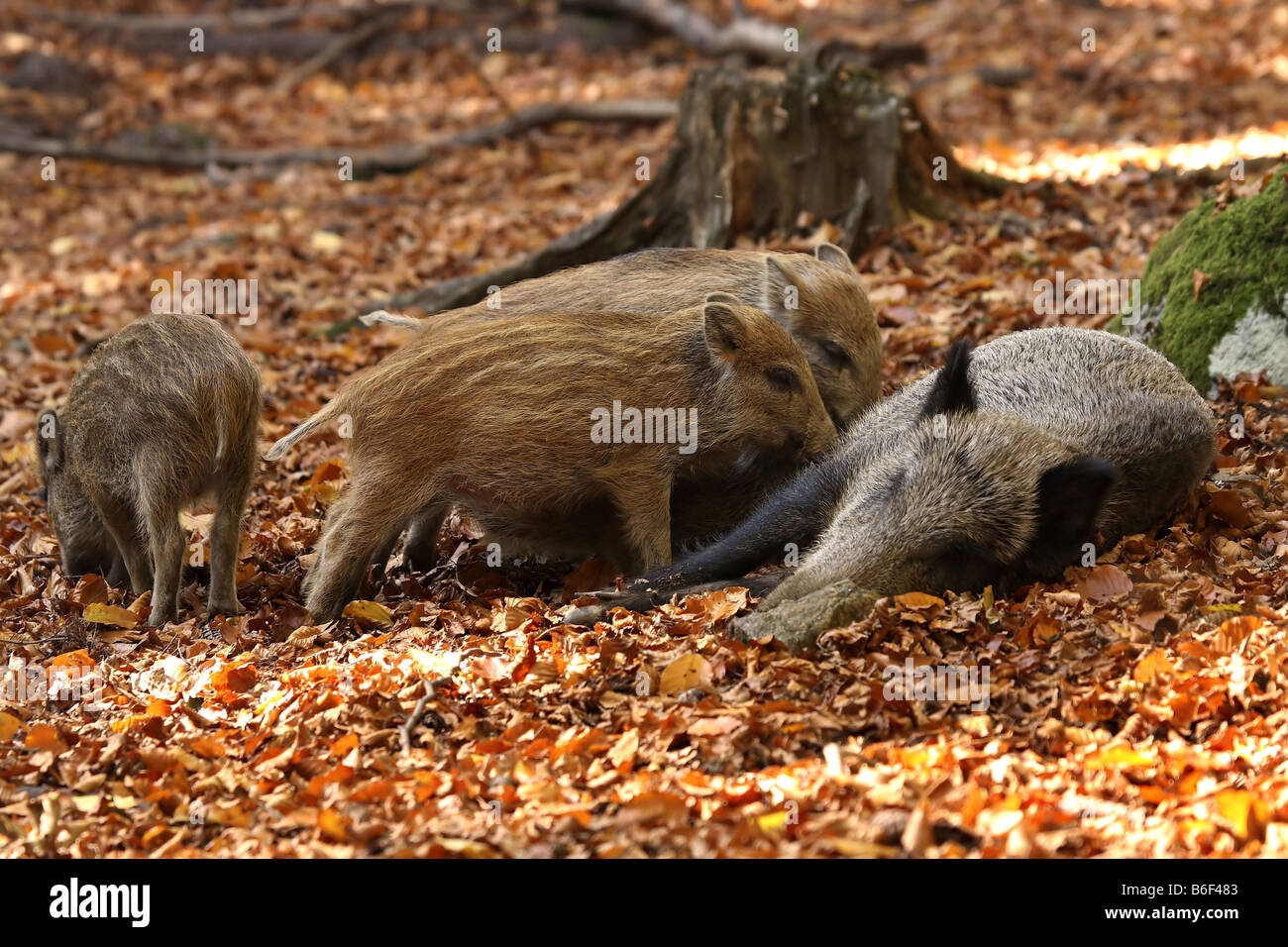 Schwein, Wildschwein, Wild, Wildschwein (Sus Scrofa) Sau säugt hatte Stockfoto