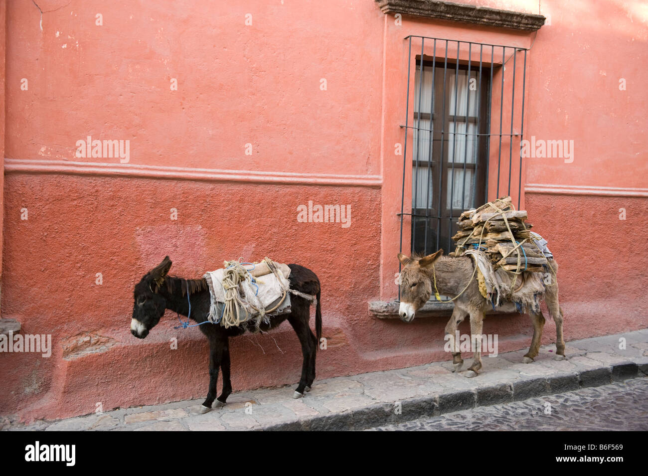 Esel tragen Brennholz Kolonialstadt San Miguel de Allende Mexiko Stockfoto