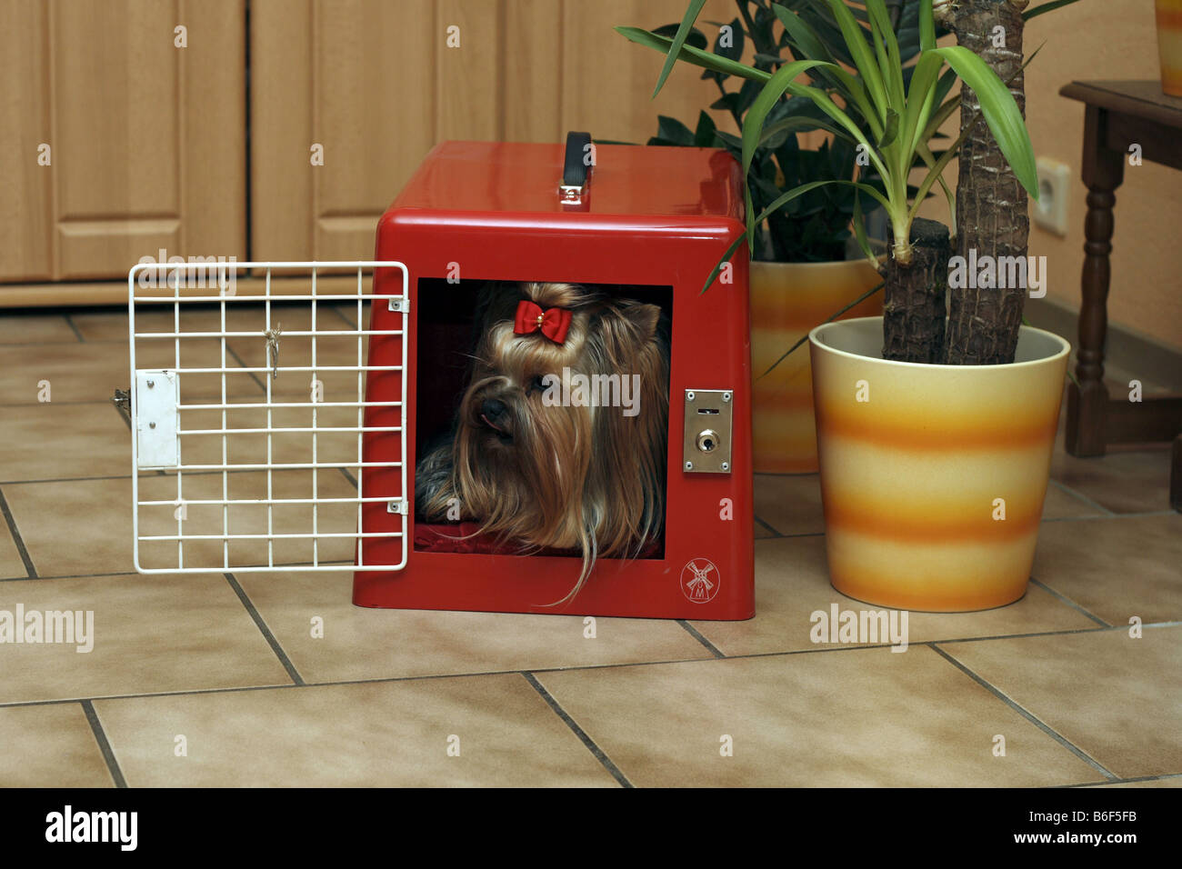 Yorkshire Terrier (Canis Lupus F. Familiaris), sitzt in seiner Box im Wohnzimmer Stockfoto