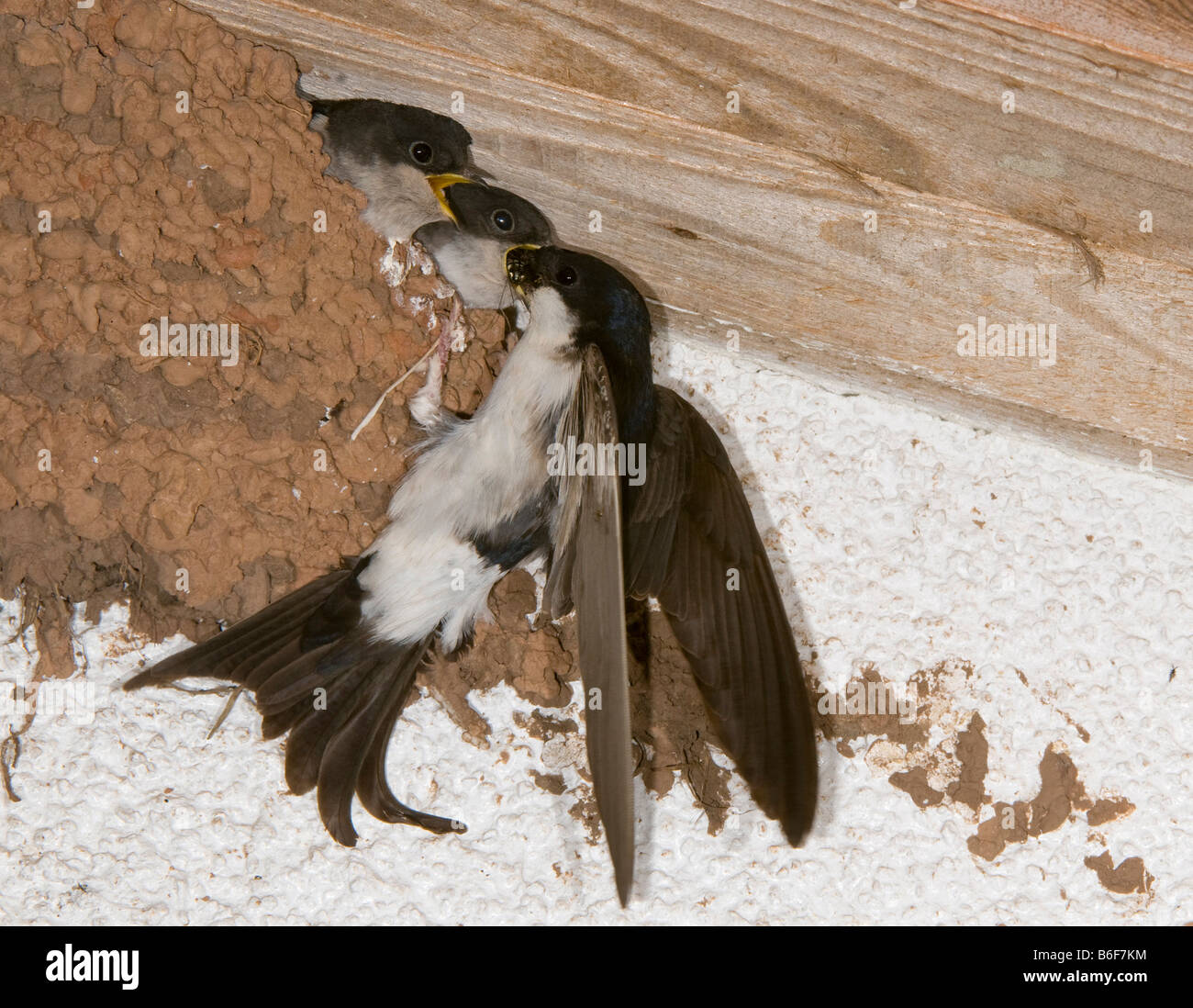 Haus Martin (Delichon Urbicum) Fütterung junge im nest Stockfoto