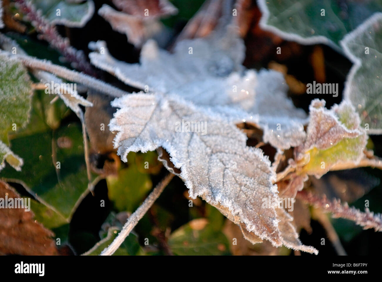 Frost-Formationen auf abgestorbenen Blätter und Efeu Stockfoto