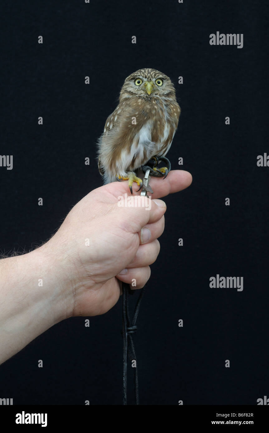 Eurasische Pygmy Eule (Glaucidium Passerinum), ausgewachsener Vogel mit Gurtzeug gehockt Falkner hand Stockfoto