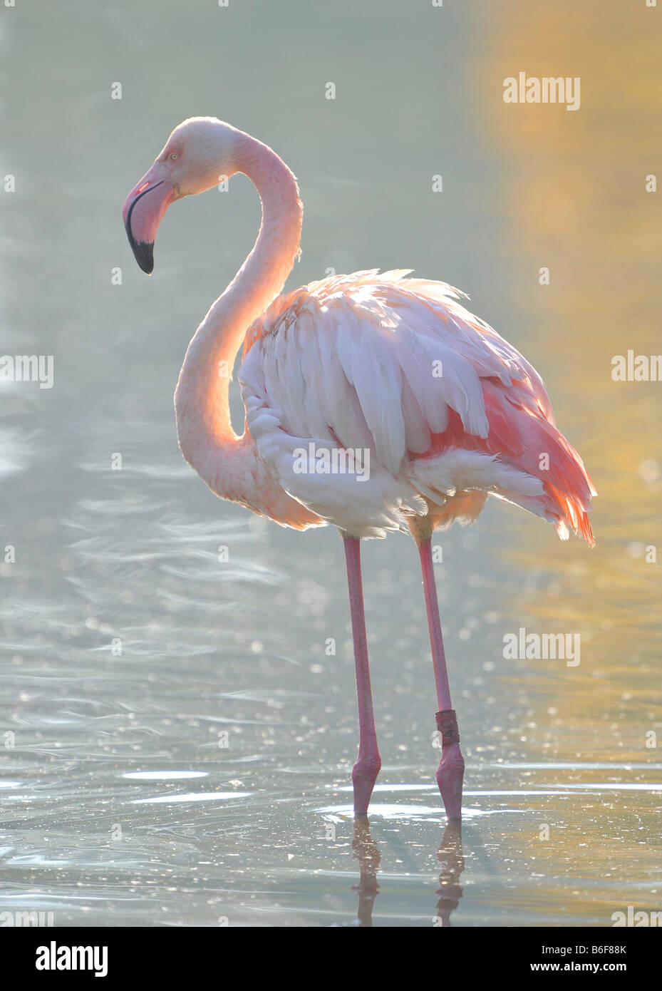 Rosa Flamingo (Phoenicopterus Ruber Roseus) Stockfoto