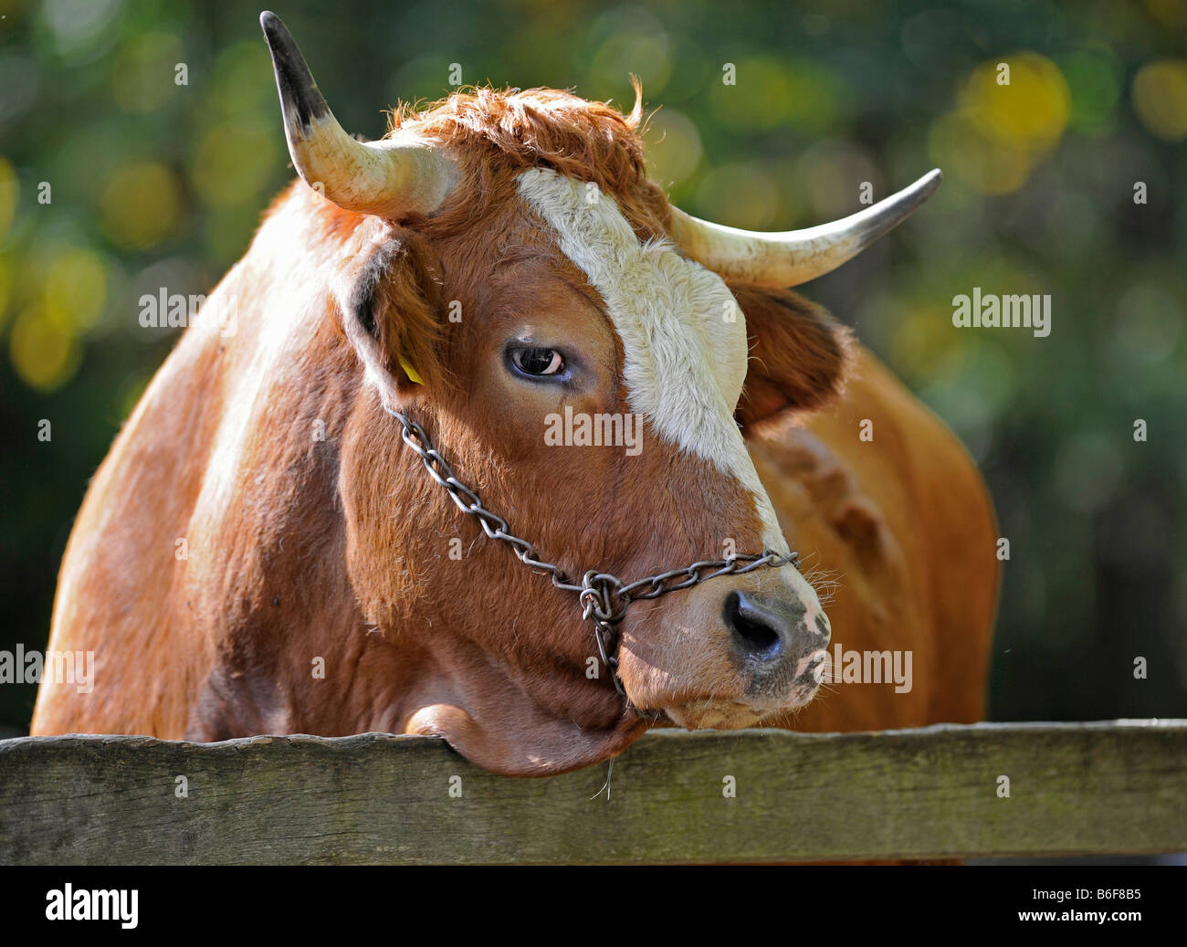 Allgäu-Brown-Rinder, portrait Stockfoto