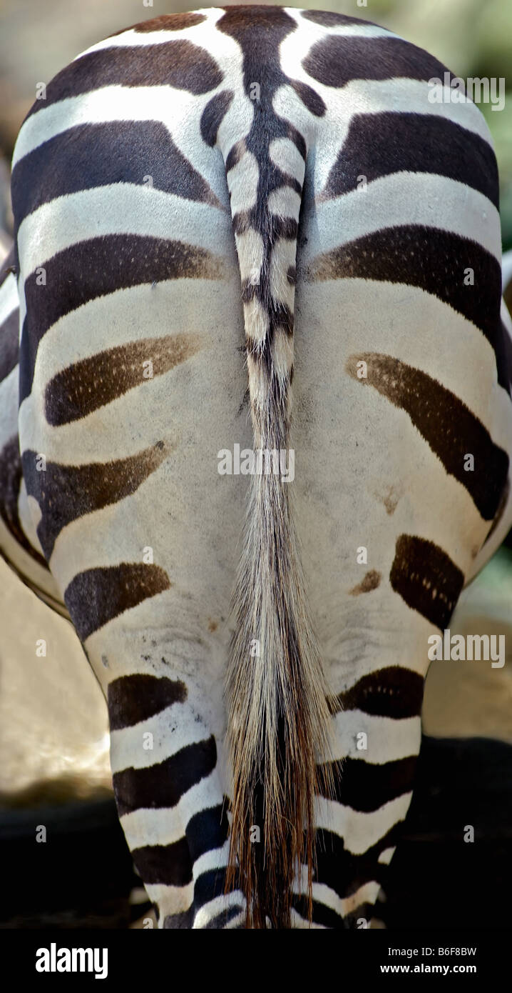Gemeinsamen Zebra (Equus Quagga), Zebras Rückseite Fellstruktur Stockfoto