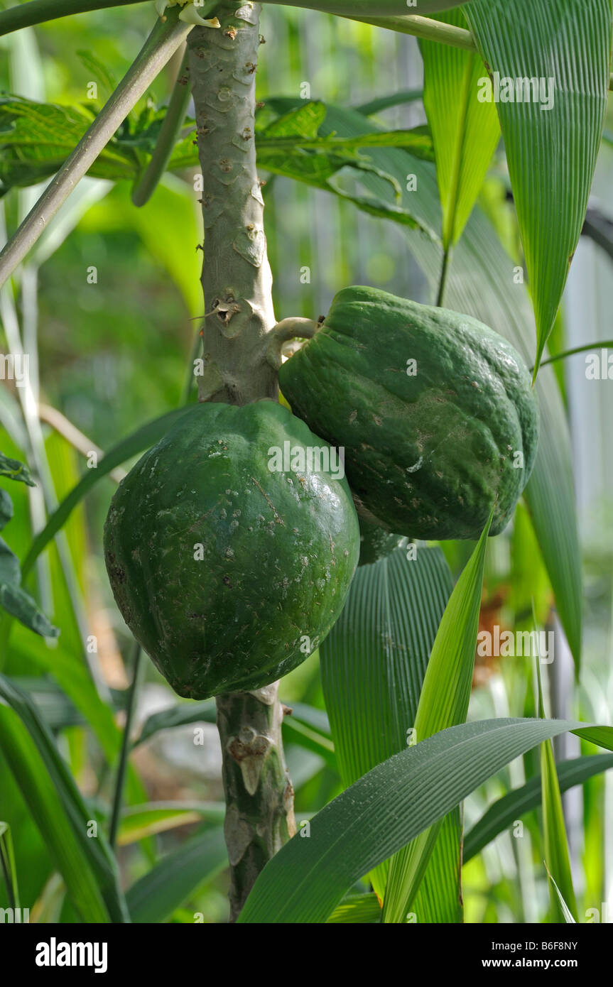 Papaya (Carica Papaya), Früchte am Baum Stockfoto