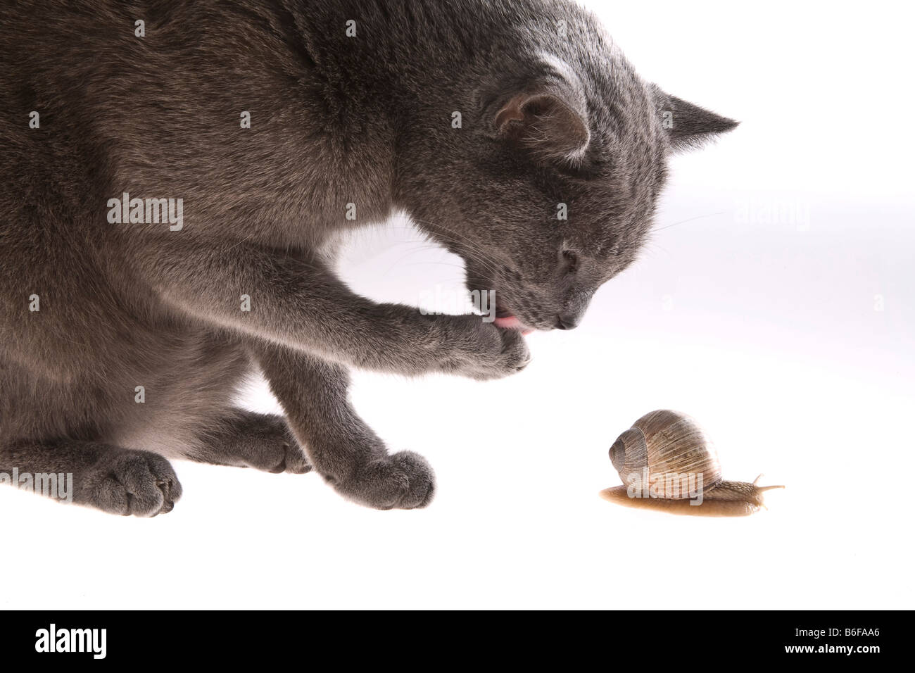 Katze spielt mit einem Burgunder Schnecken oder essbare Schnecke Stockfoto