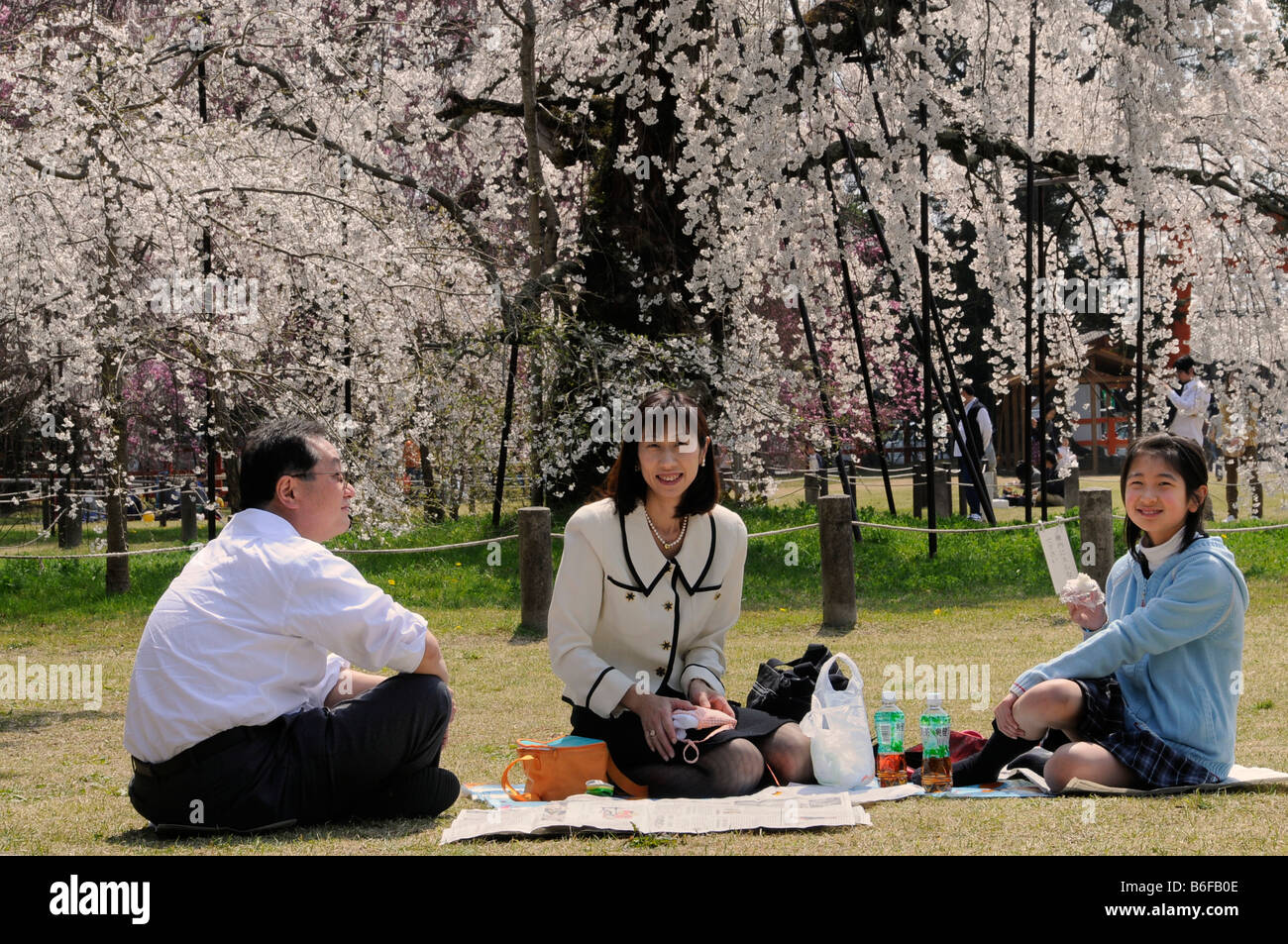 Familie feiert das Cherry Blossom Festival unter einem blühenden Kirschbaum im Kamogamo-Schrein, Kyoto, Japan, Asien Stockfoto