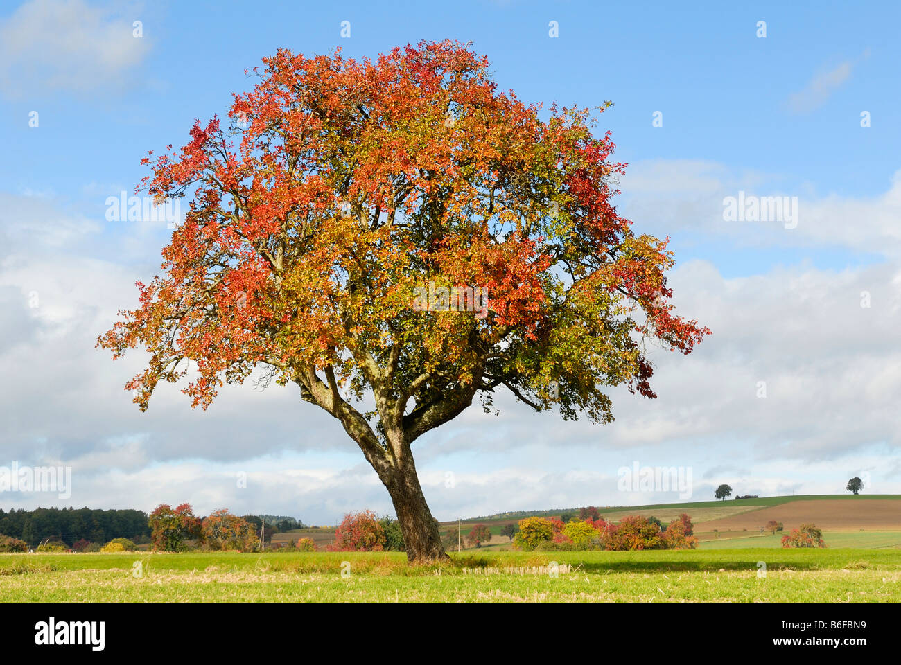 Apfelbaum herbst Fotos und Bildmaterial in hoher Auflösung Alamy