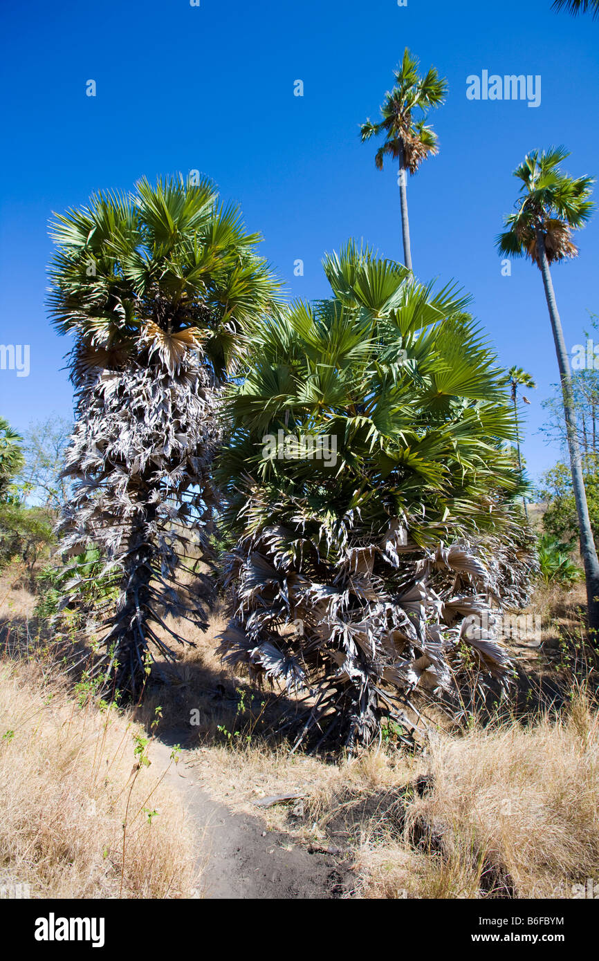 Buri-Palme oder Gebang-Palme (Corypha Utan), Komodo Nationalpark, Insel Komodo, Indonesien Stockfoto