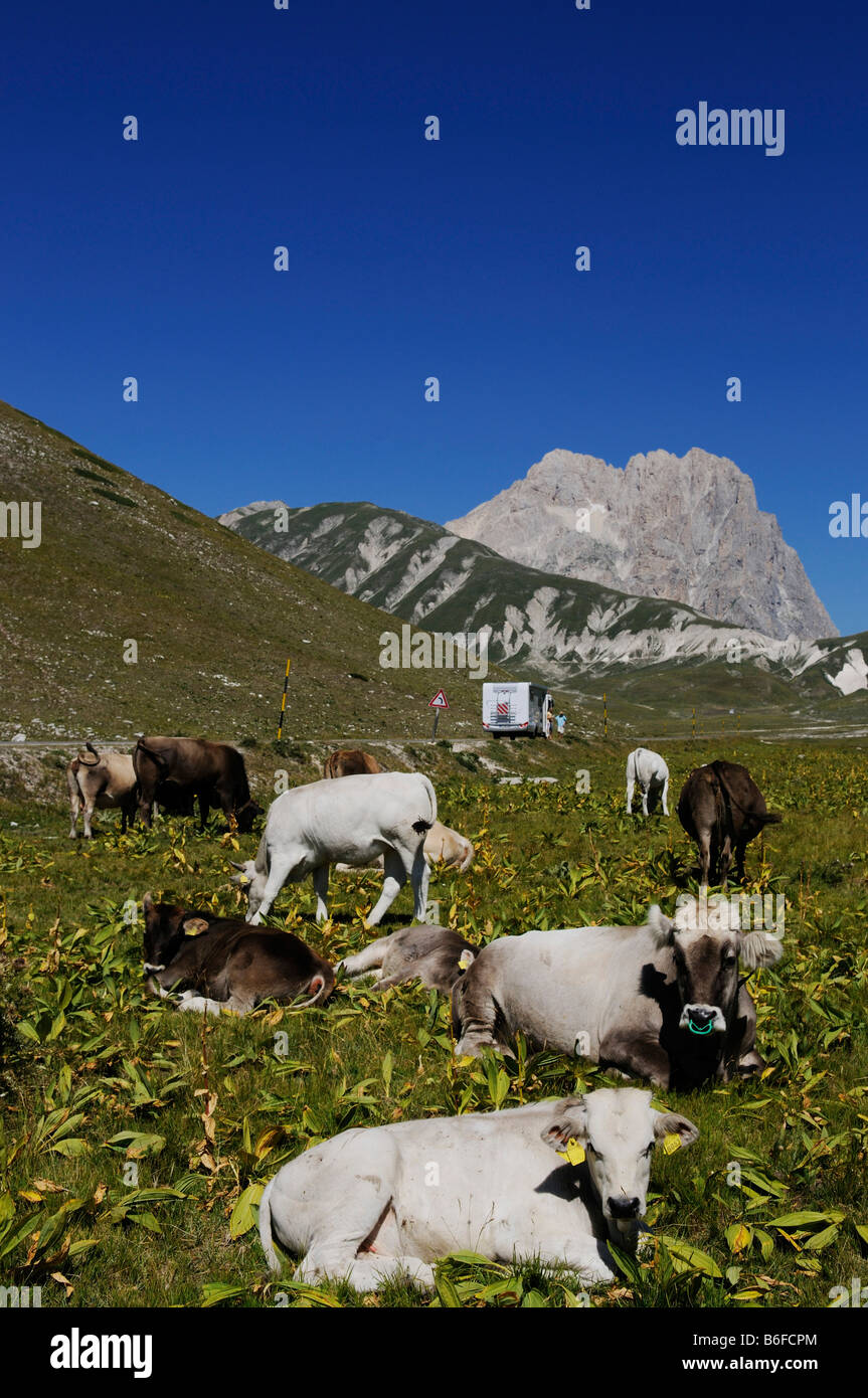 Höhepunkt des Corno Grande, Herde des Viehs und einem Wohnwagen auf dem Campo Imperatore, Abruzzen, Italien, Europa Stockfoto