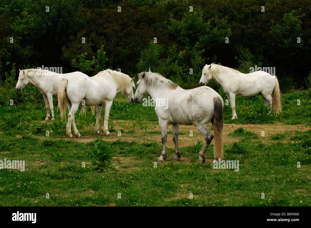 Weißen Camargue-Pferde, La Camargue, Provence, Frankreich Stockfoto