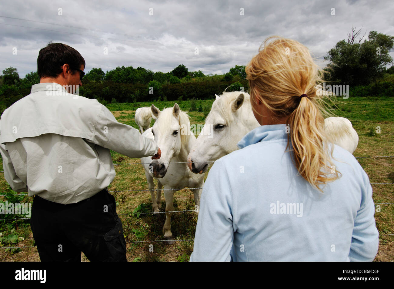 Touristen, die klopfen weißer Camargue Pferde, La Camargue, Provence, Frankreich, Europa Stockfoto
