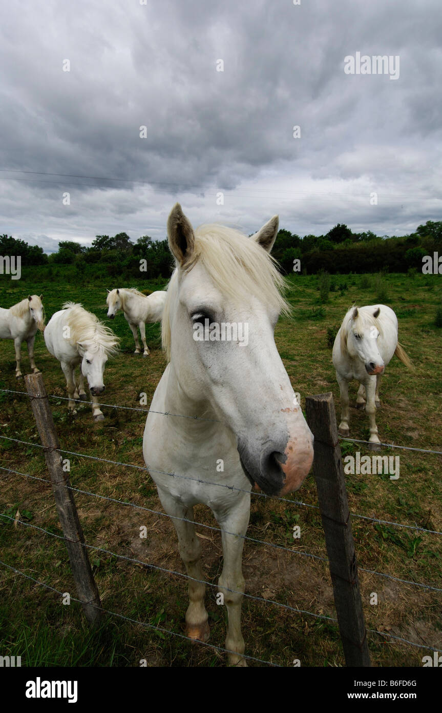 Weißen Camargue-Pferde, La Camargue, Provence, Frankreich Stockfoto