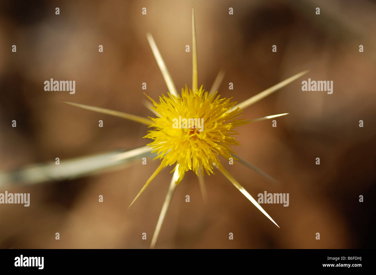 Blüte einer Distel, Ardèche, Rhônes-Alpes, Frankreich, Europa Stockfoto