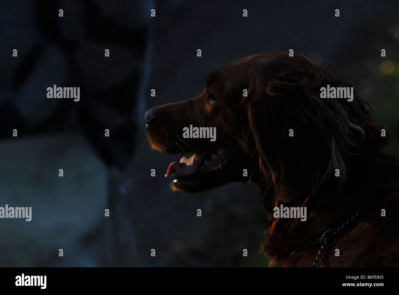 Red Setter auf Blätter im Herbst Stockfoto